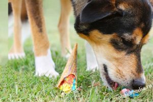VetClean Anti-Bacterial Wipes