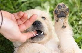 FelineGlow Omega-3 Chews