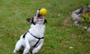 CanineFocus Cognitive Support