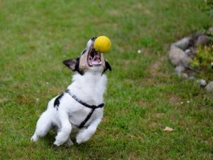 CanineFocus Cognitive Support